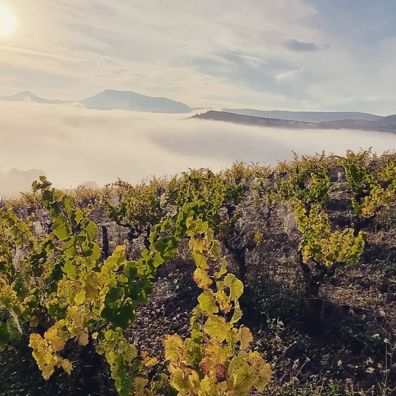 Meet &amp; Taste @biodyna.co The Artisanal Wine + Drinks Festival - Hong Kong - 21st November 2025

Ch&acirc;teau de Gaure is a creative organic and biodynamic estate nestled in the Languedoc-Roussillon region of southern France, where history, art, 