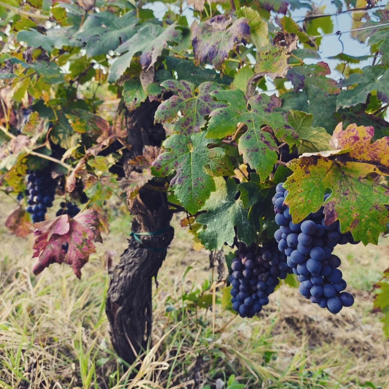 Meet &amp; Taste @biodyna.co The Artisanal Wine + Drinks Festival - Hong Kong - 21st November 2025

Perego &amp; Perego is a family winery rooted in the rolling hills of Rovescala, in the Oltrep&ograve; Pavese region where Emilia and Lombardy converg