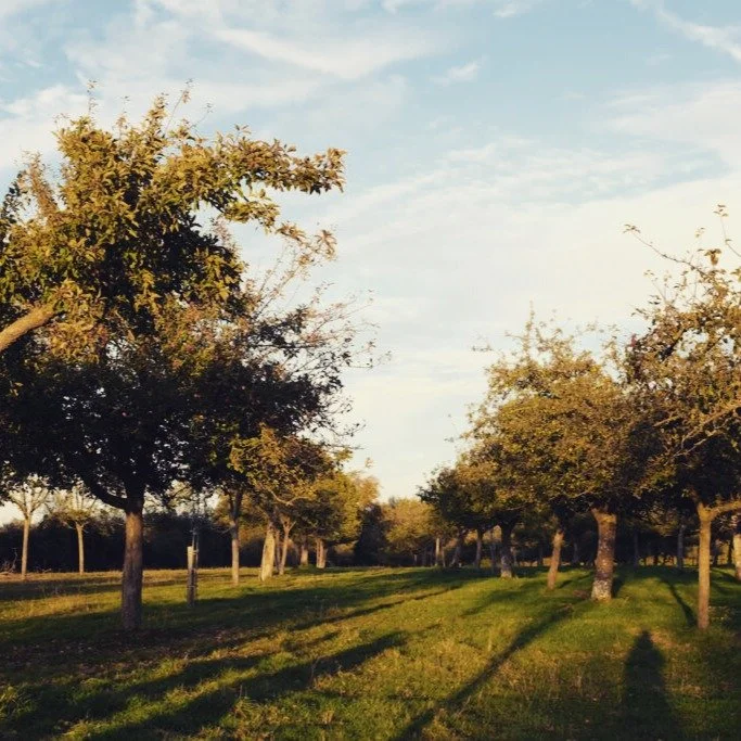 Domaine Lesuffleur is a historic Normandy estate renowned for its uncompromising commitment to organic and biodynamic orchard farming. The domaine is a benchmark for traditional cider and poir&eacute; production.

#biodyna #organic #biodynamic #natur