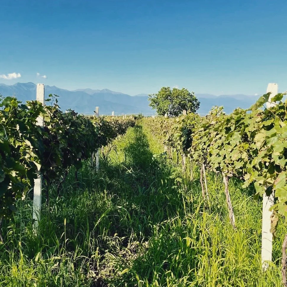 Doctor&rsquo;s Bio-cellar is a deeply ecological project centered on regenerative farming and living soils. The estate approaches viticulture as a holistic system, where plant health, biodiversity, and balance come before production goals.

#organic 