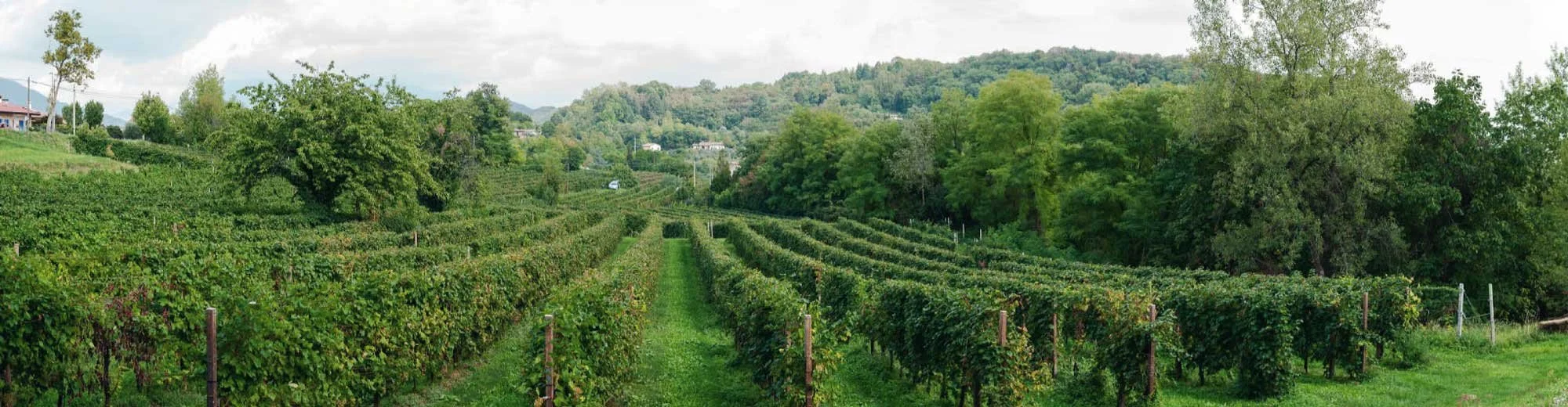 riccardo-zanotto-05-vigneti-tarzo.jpg