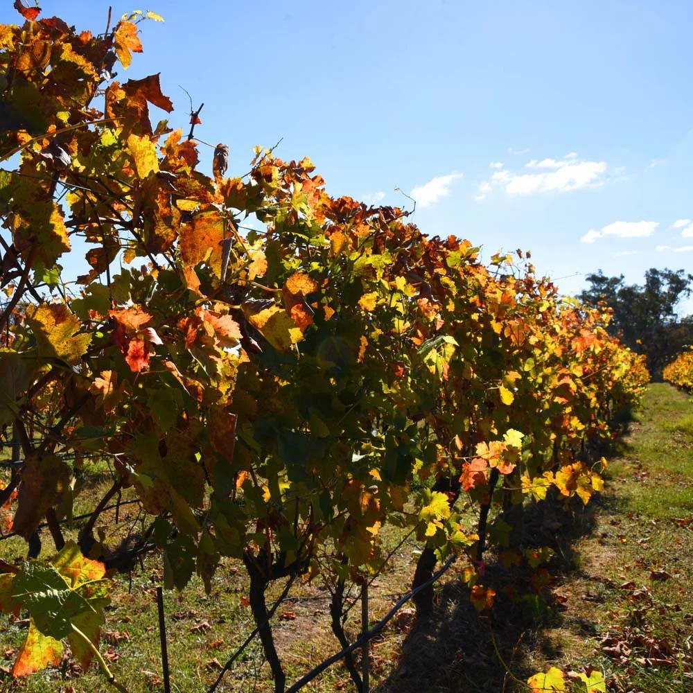 Vines.jpg
