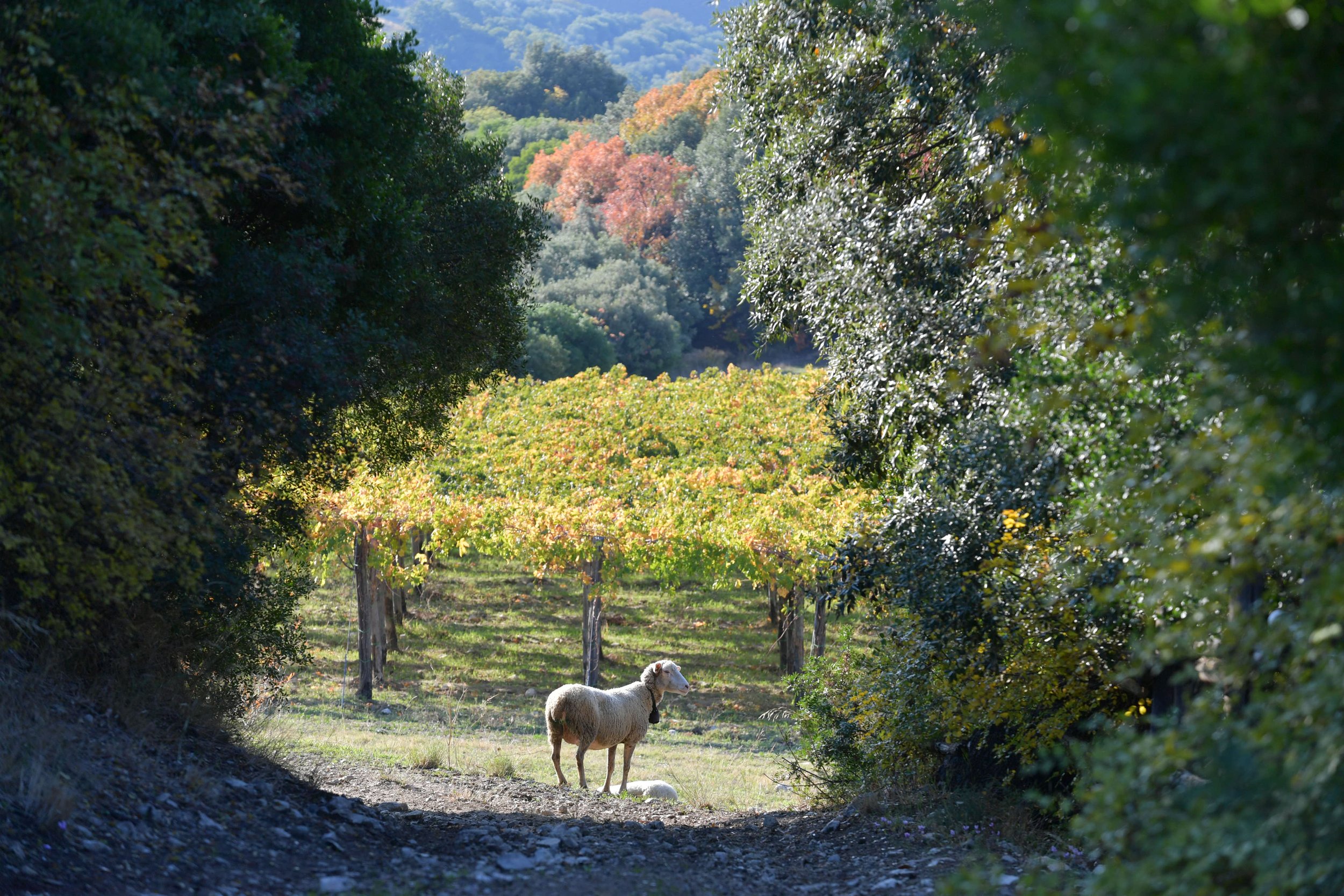 2_1_About us - Steiger-Kalena.JPG