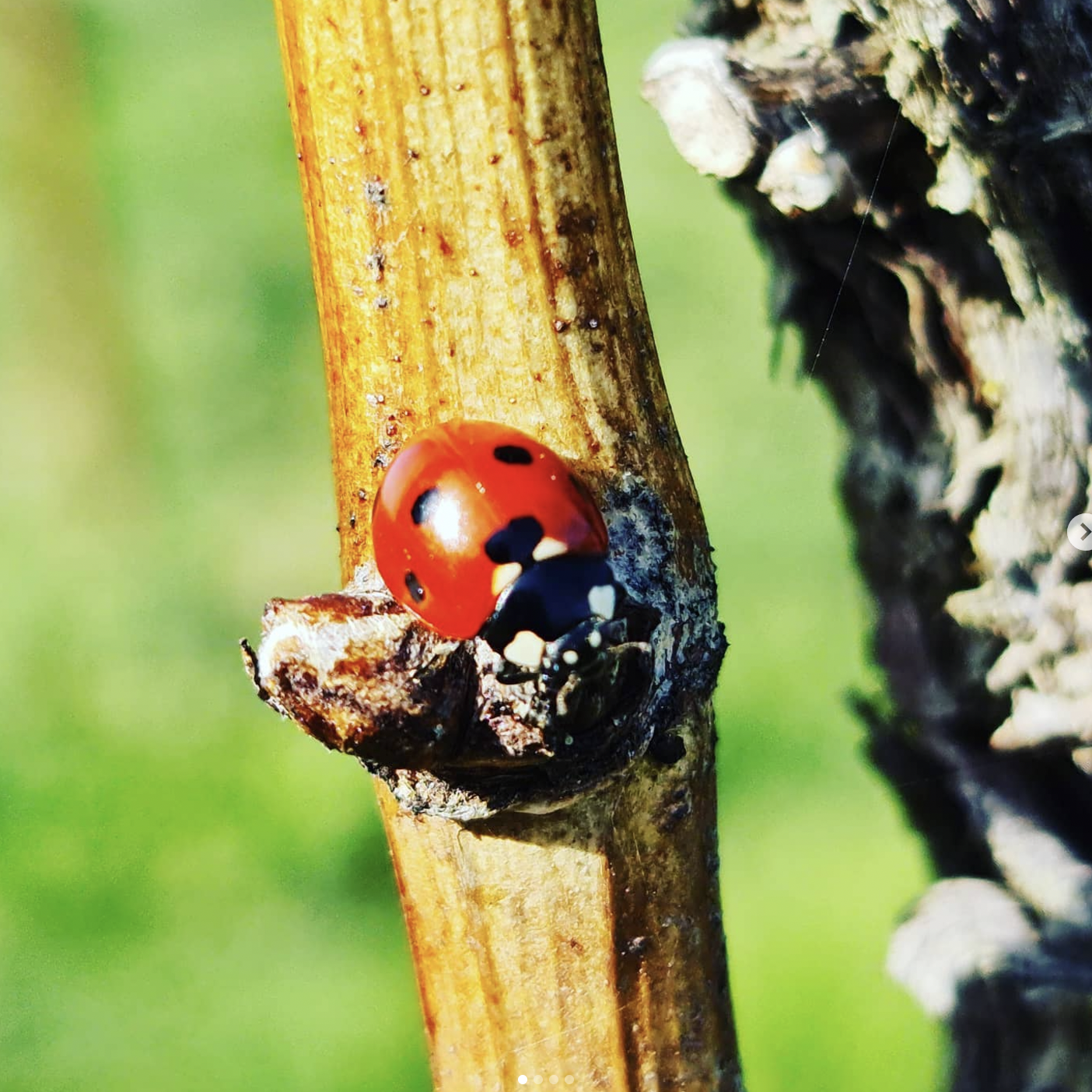 Screenshot 2025-06-02 at 2.59.39 PM.png