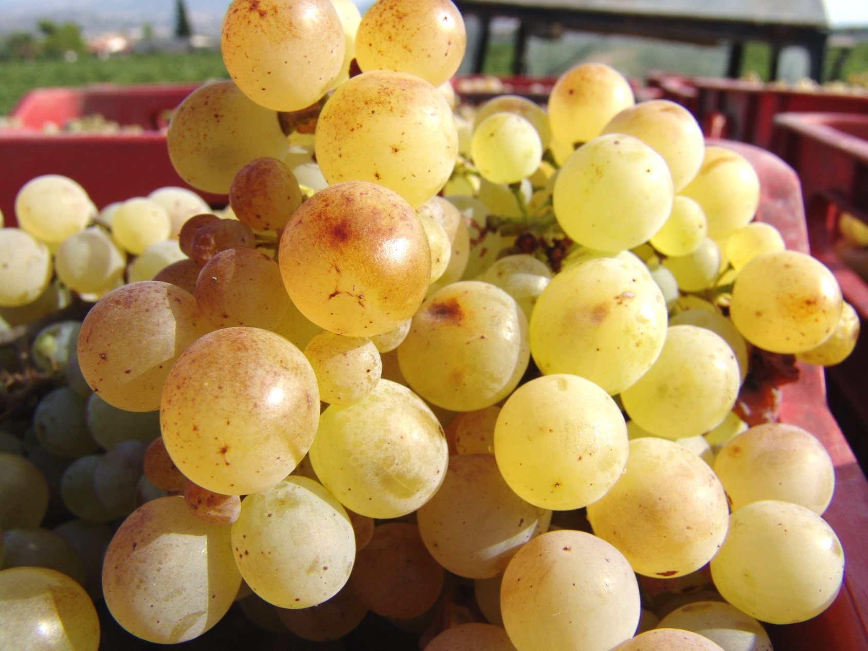 Geowines_savatiano_Organic Grape.JPG