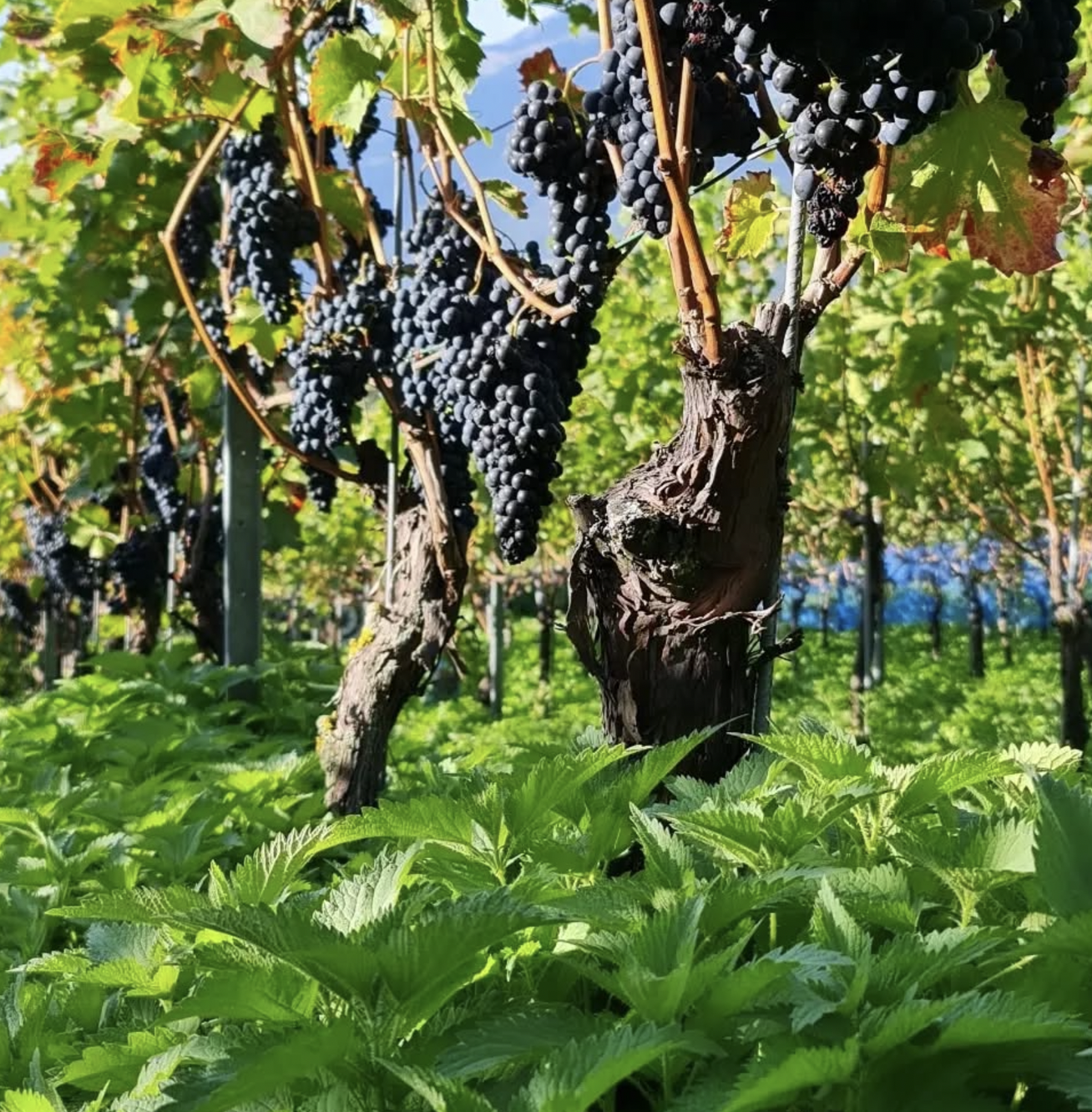 Screenshot 2025-06-02 at 2.52.35 PM.png