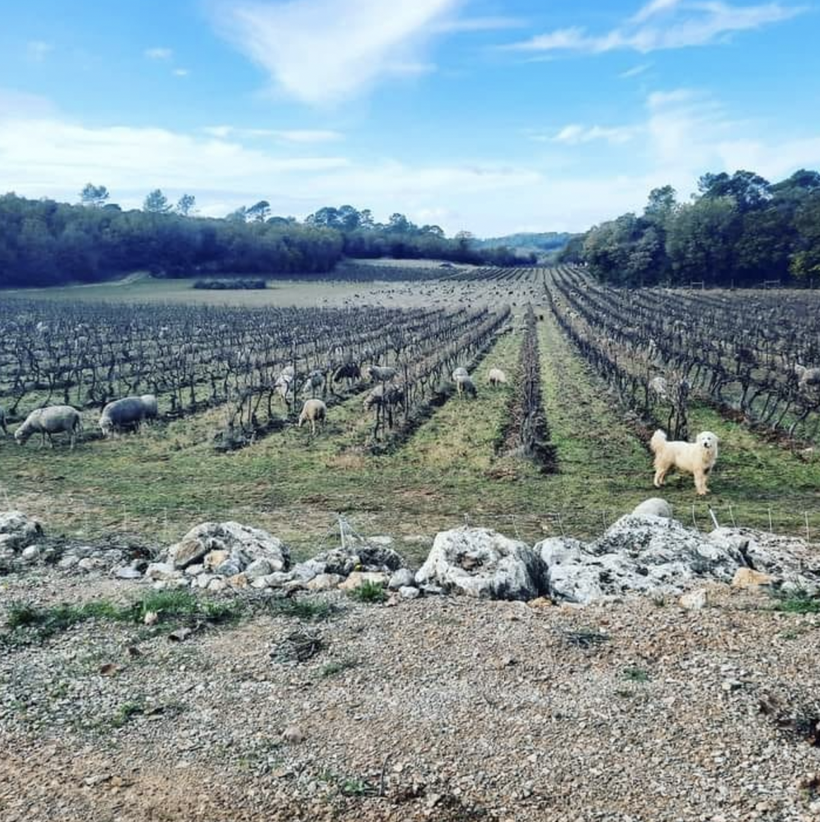 Domaine Longue Tubi