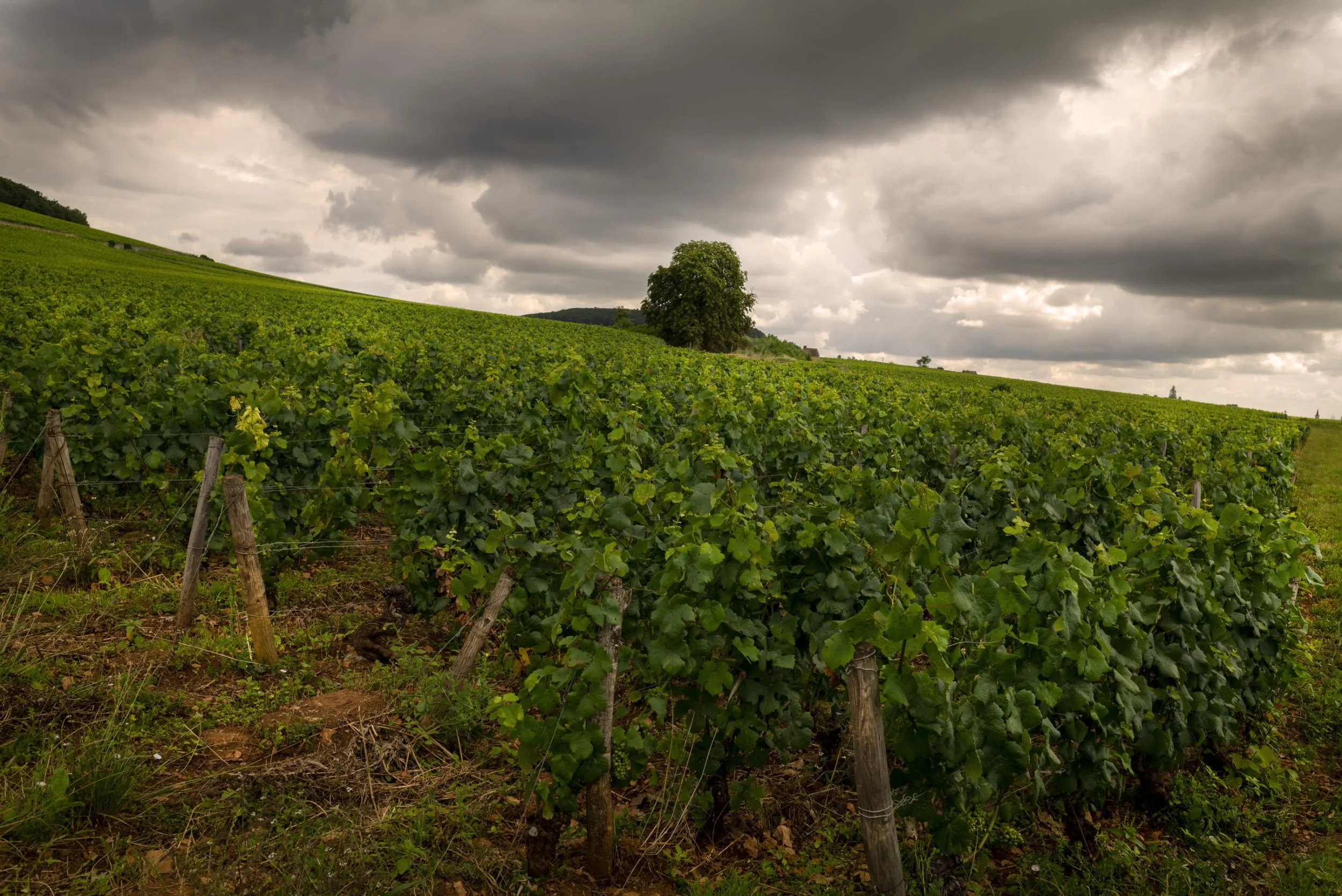Chandon-de-Briailles-32-66d596278d7fa.jpg