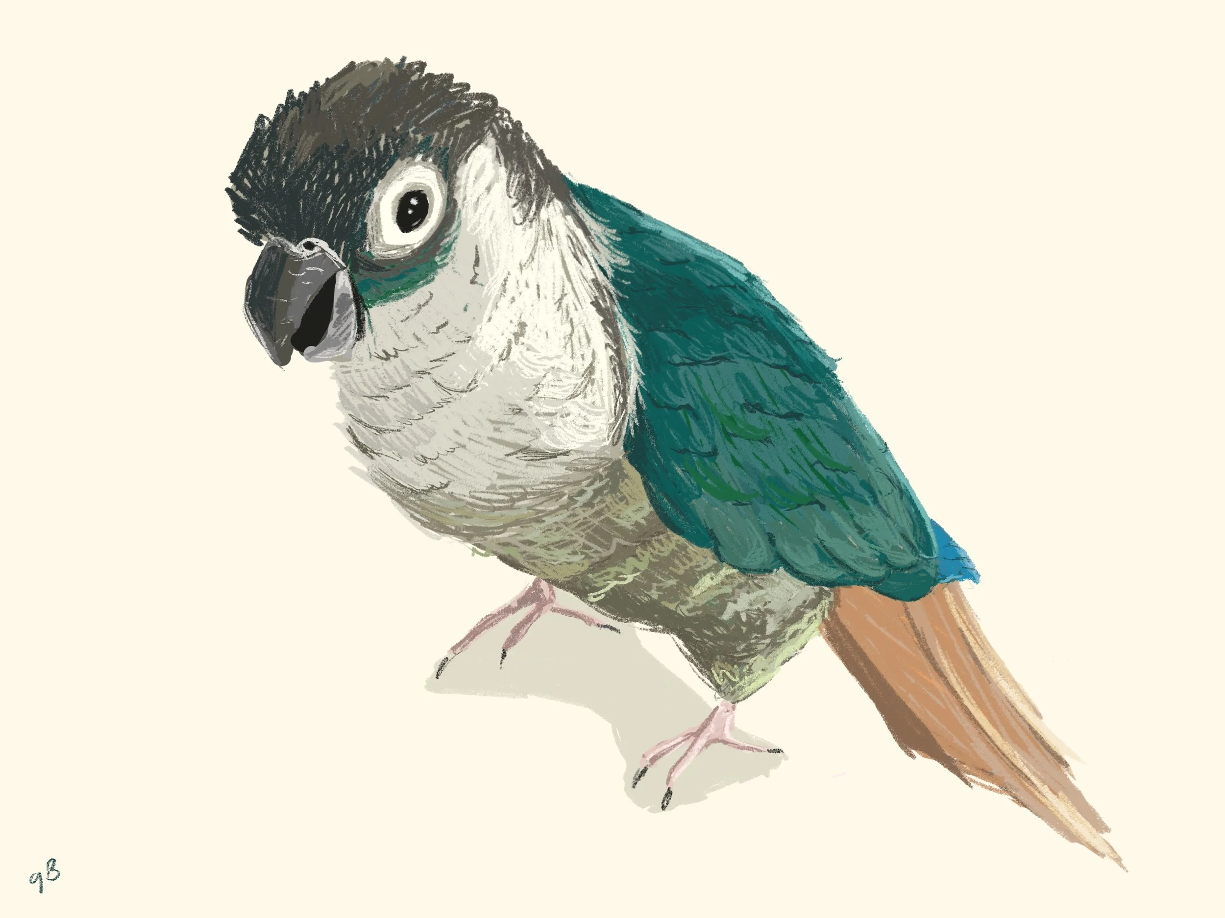 Inko - Parakeet.jpg