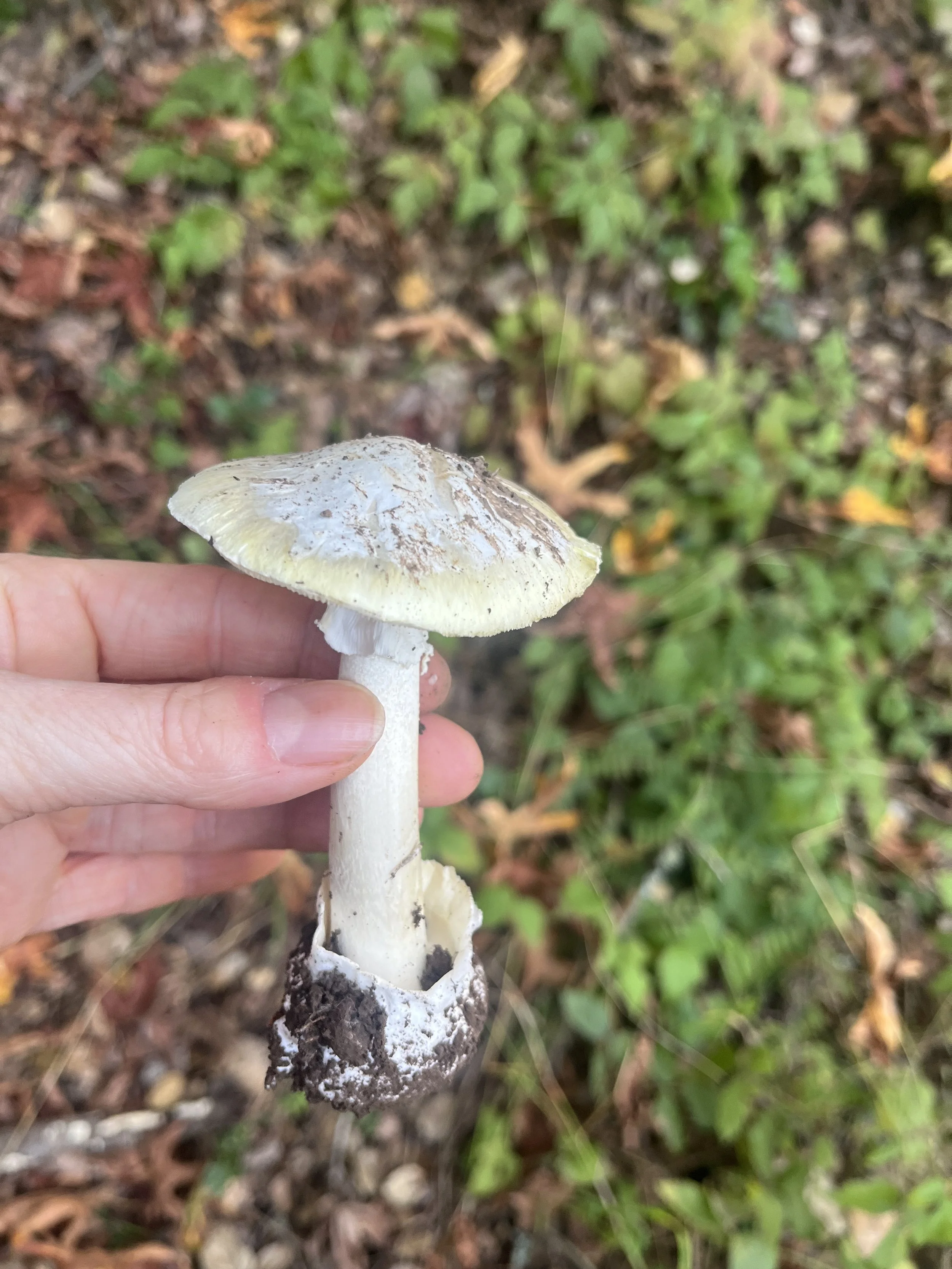 In response to the recent mushroom poisonings in the news - what you need to know
