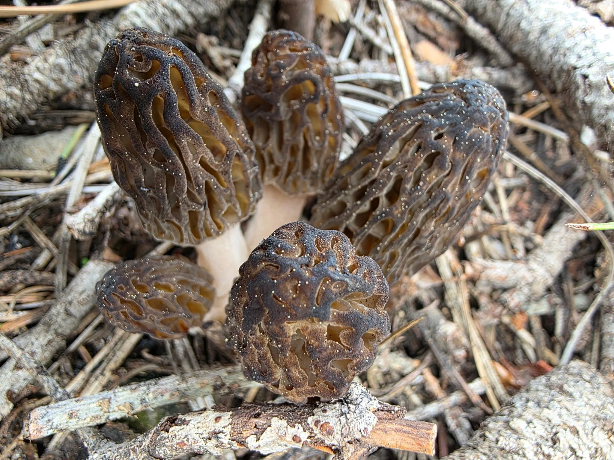Mushroom Foraging  in Mount Shasta 