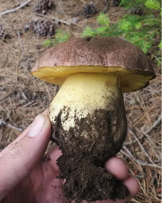 Screenshot 2026-03-20 at 2.35.35 PM.png