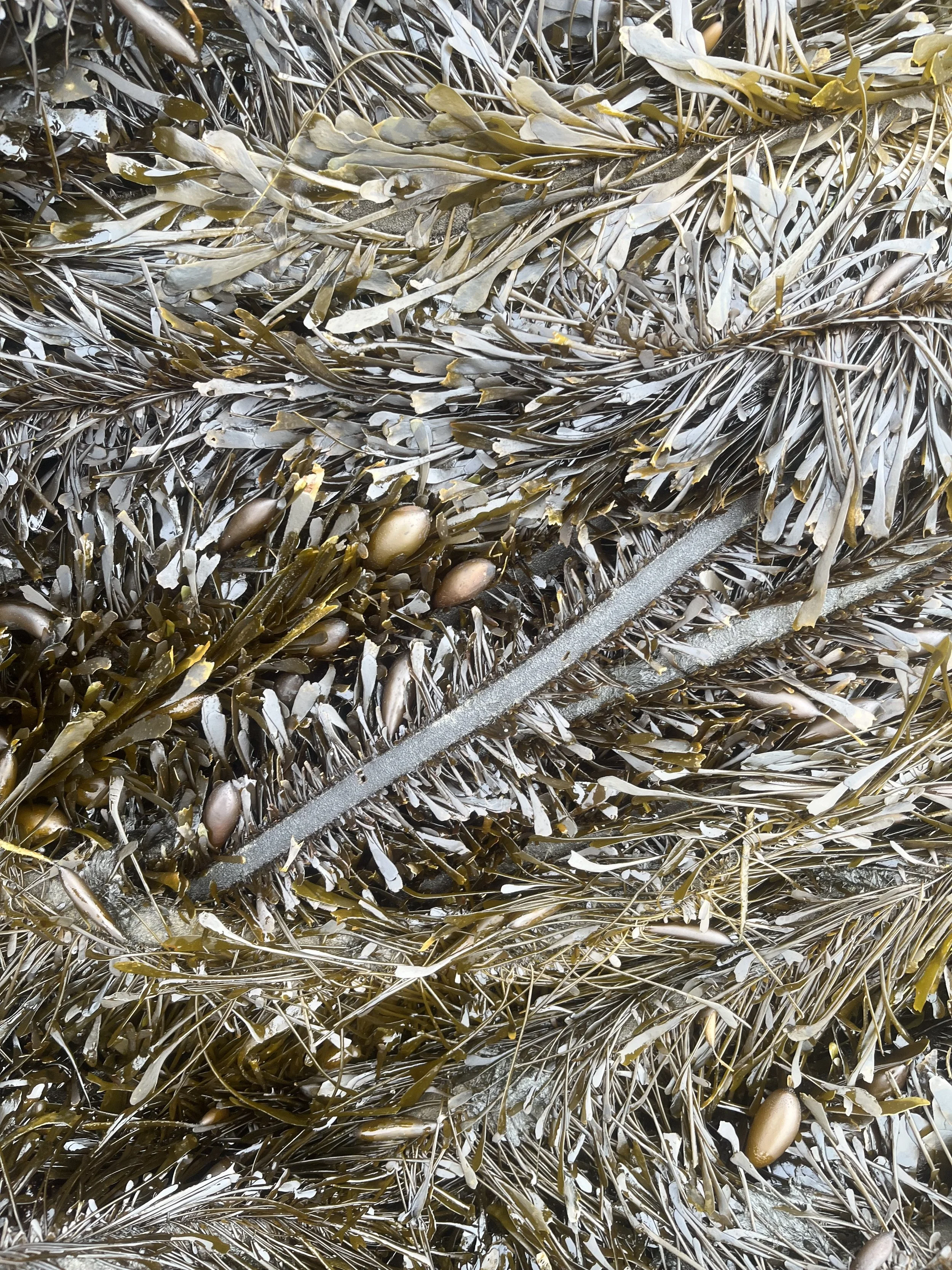 Seaweed Foraging (Sonoma Coast) 