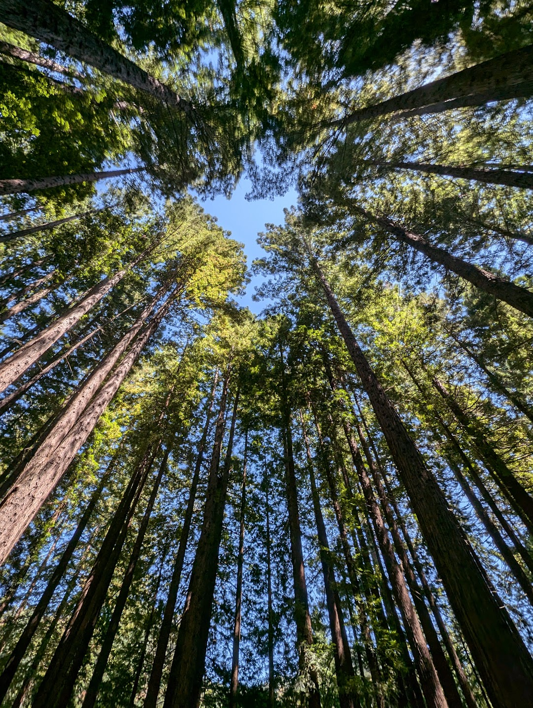 Stumped No More - Mycorrhizal Tree ID Class for Mushroom Hunters (Berkeley)