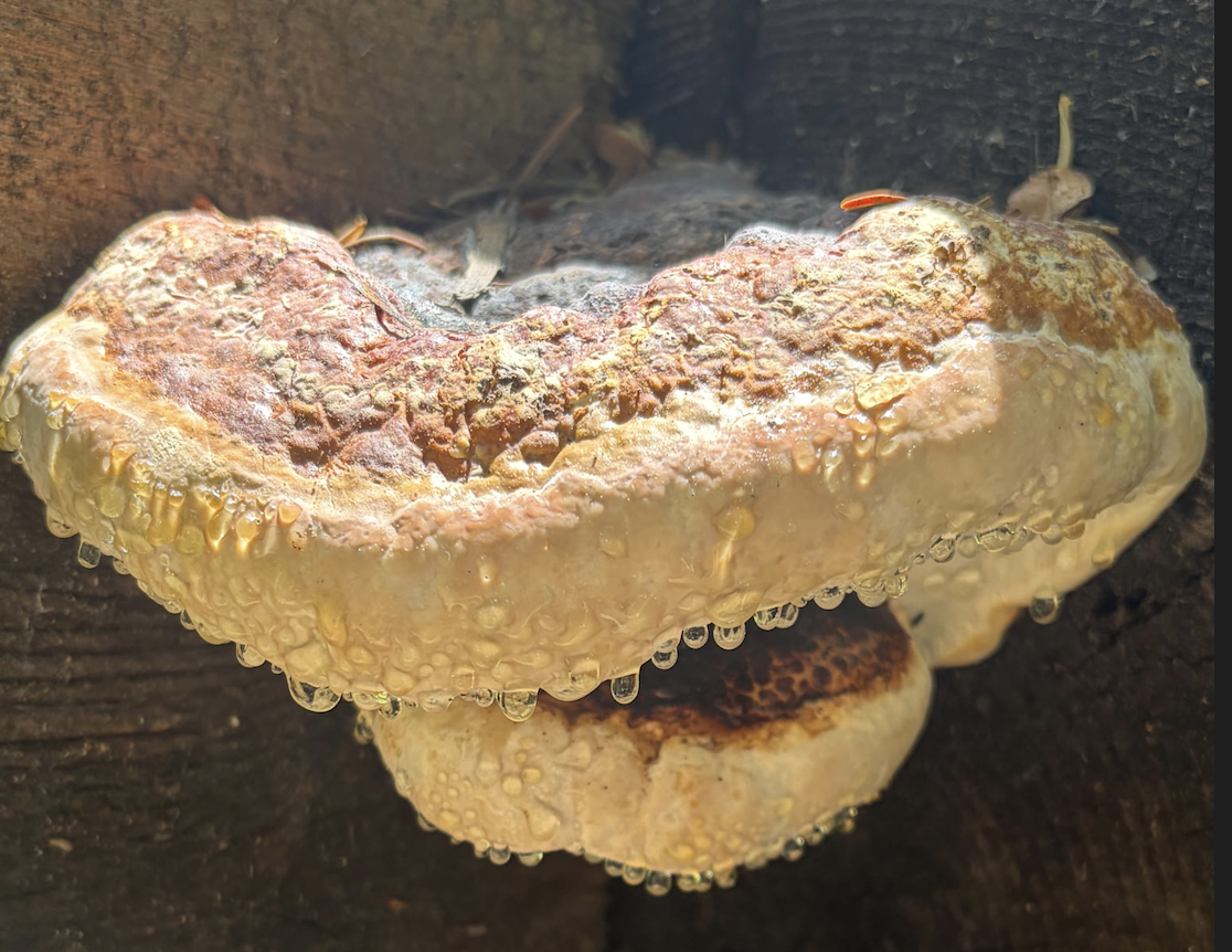 FREE Mushroom Classes in San Francisco: Edible &amp; Poisonous Mushrooms of California