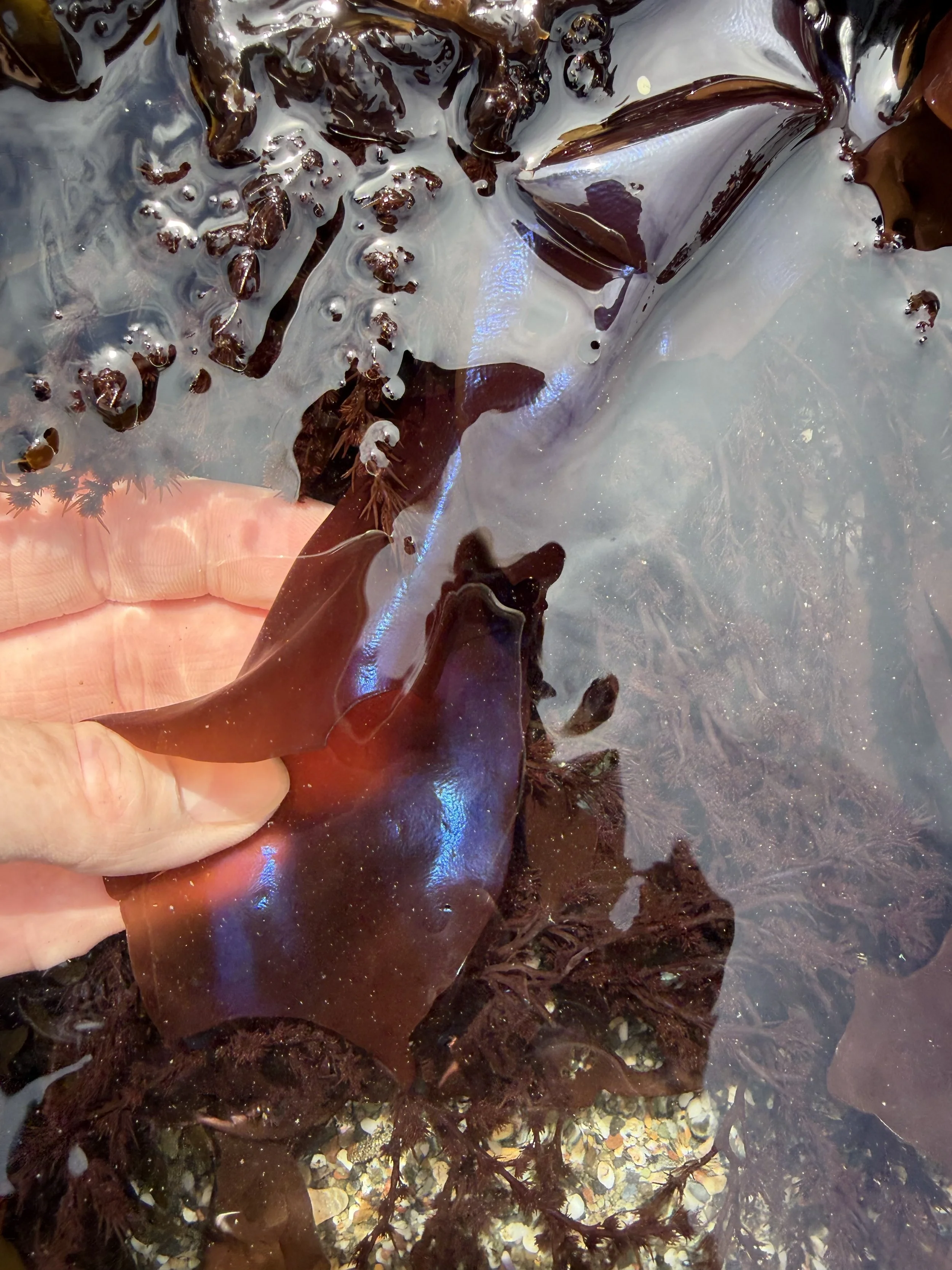 Seaweed Foraging - LAST CLASS OF THE SEASON (Sonoma Coast) 