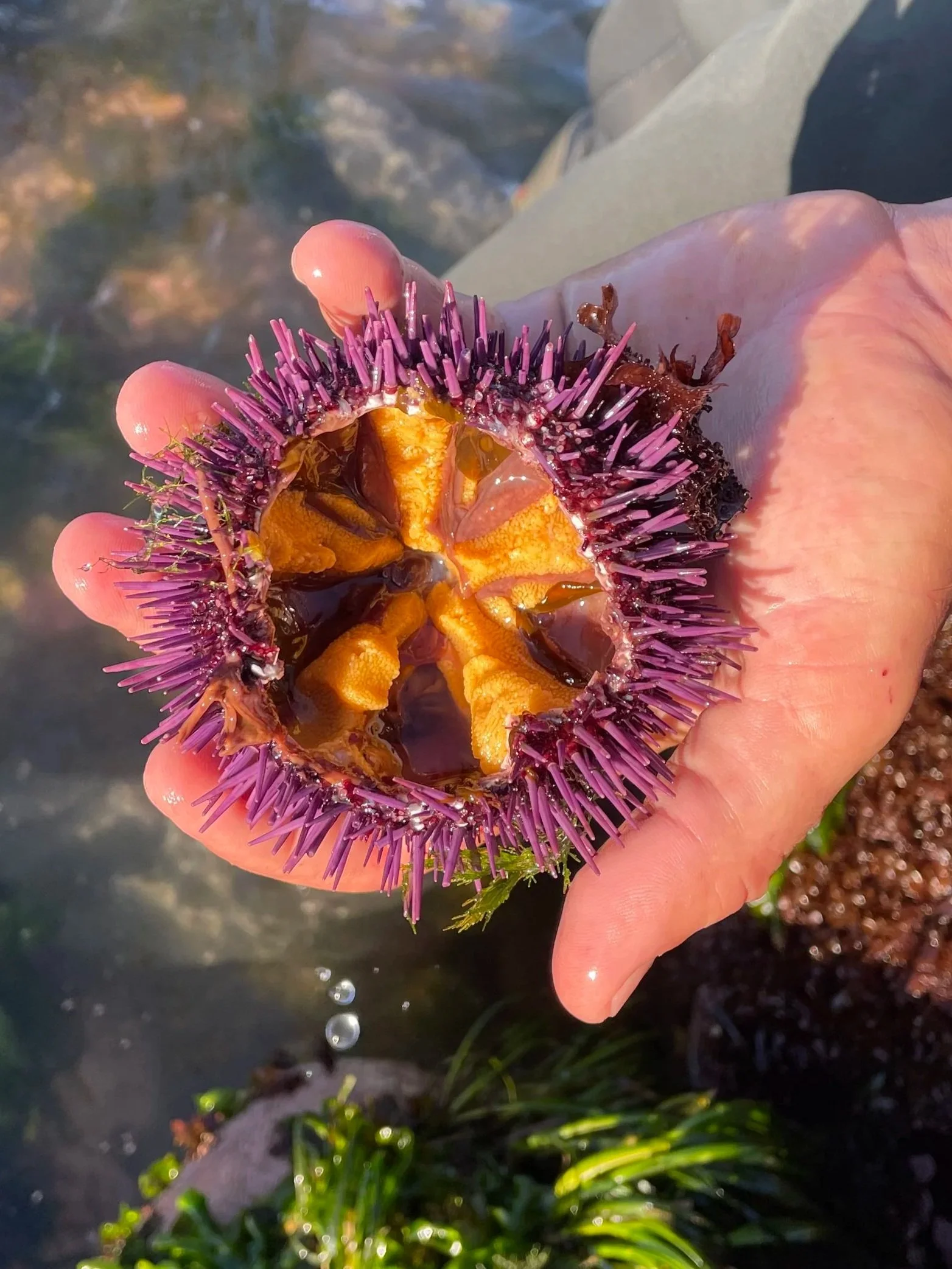 Oct Urchin (Uni) Foraging (Sonoma Coast) 