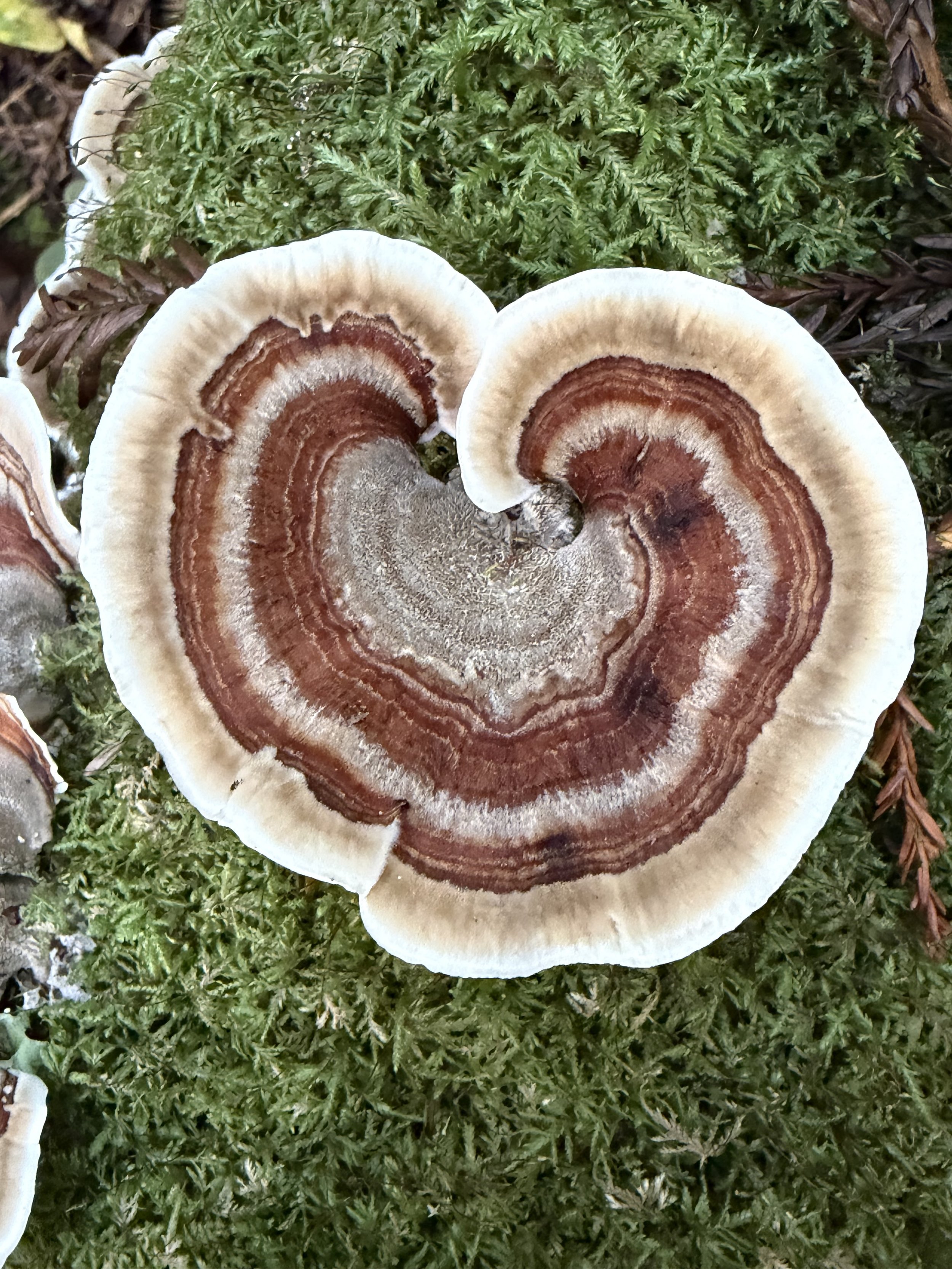 heart turkey tail.jpeg