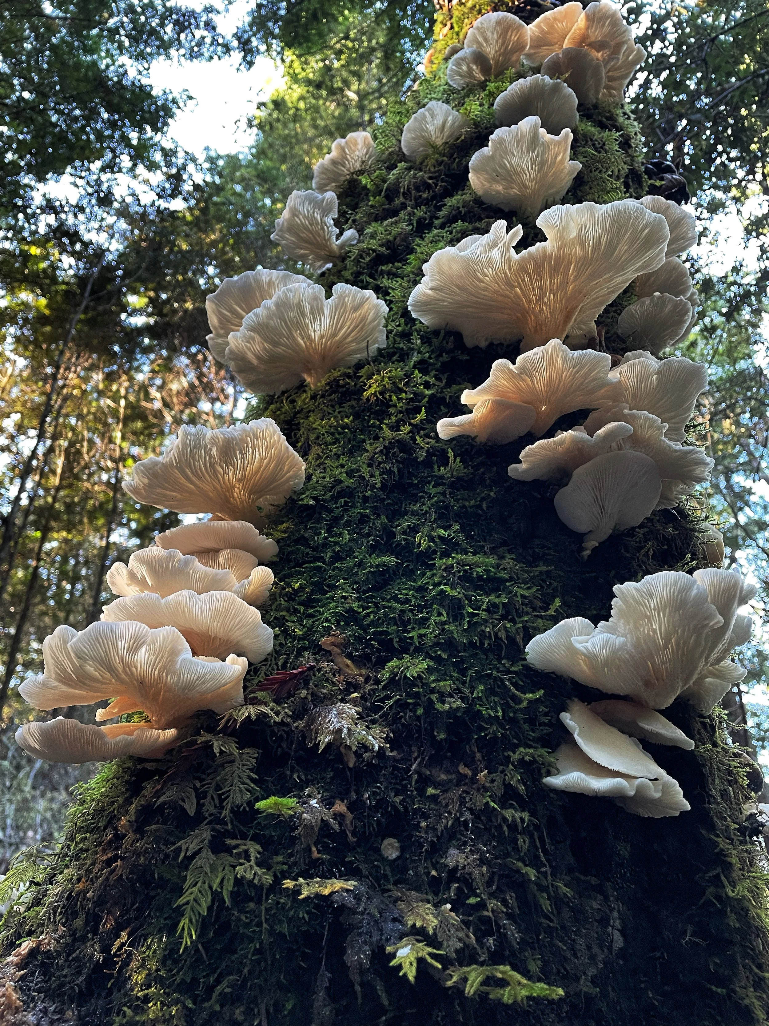 Nevada City Nov Mushroom Foraging Classes