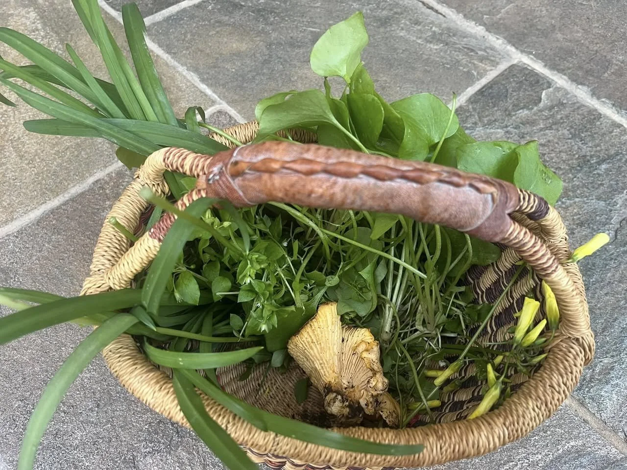 allium and minors and oxalis.jpg