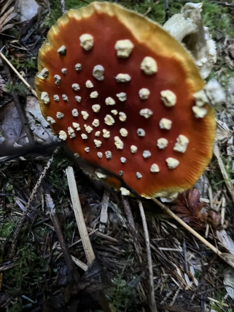 1F05F3B5-C8C1-46AB-A5C1-7C6CD35CF936_1_105_c.jpeg