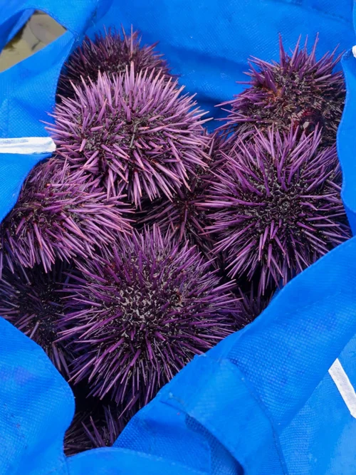 Foraging Classes in Northern Calfornia — Fork In the Path