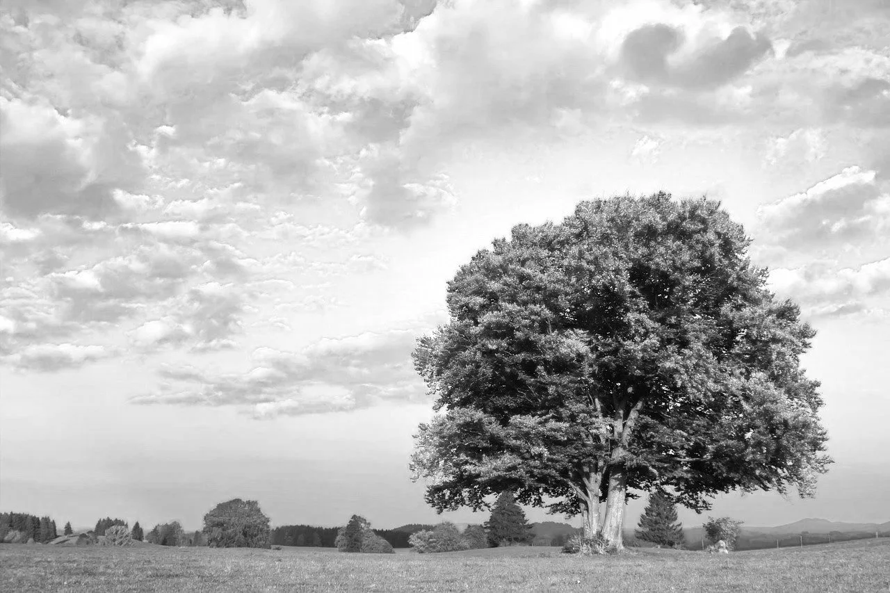 A large tree in an open field under a partly cloudy sky.