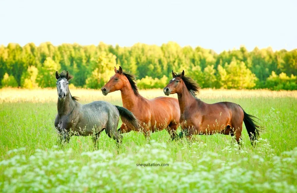 Conseils &amp; Astuces – Mai : préparer son cheval au printemps