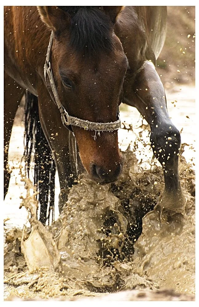 La gale de boue chez le cheval : prévention et bons réflexes