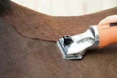 Faut-il tondre son cheval à l’automne ? Comment bien préparer la tonte ?
