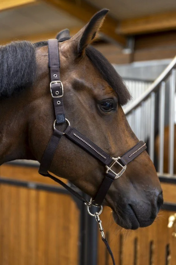 LICOL AMOUR CACAO.jpg