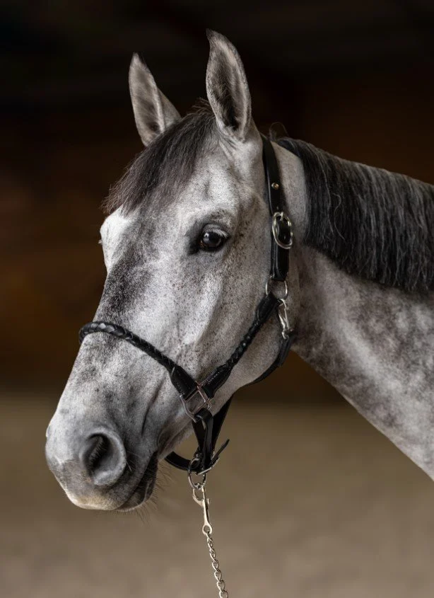 LICOL TORSADE NOIR.jpg