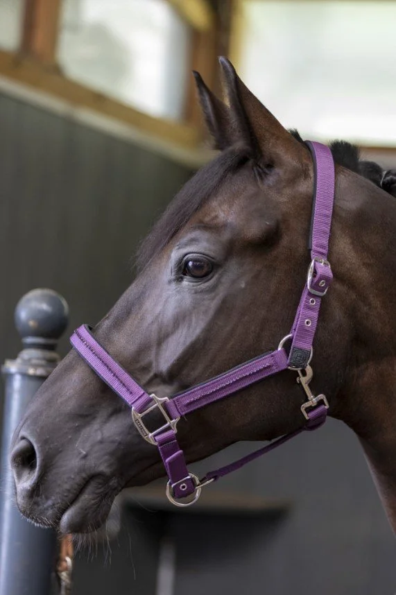 LICOL AMOUR FIGUE.jpg