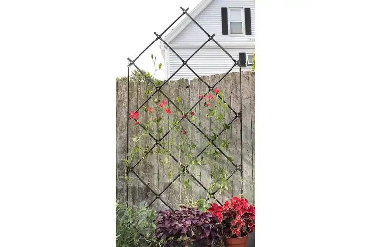 Free-standing Lattice Garden Trellis Can Be Used to Support Seasonal Vegetables and Flowers