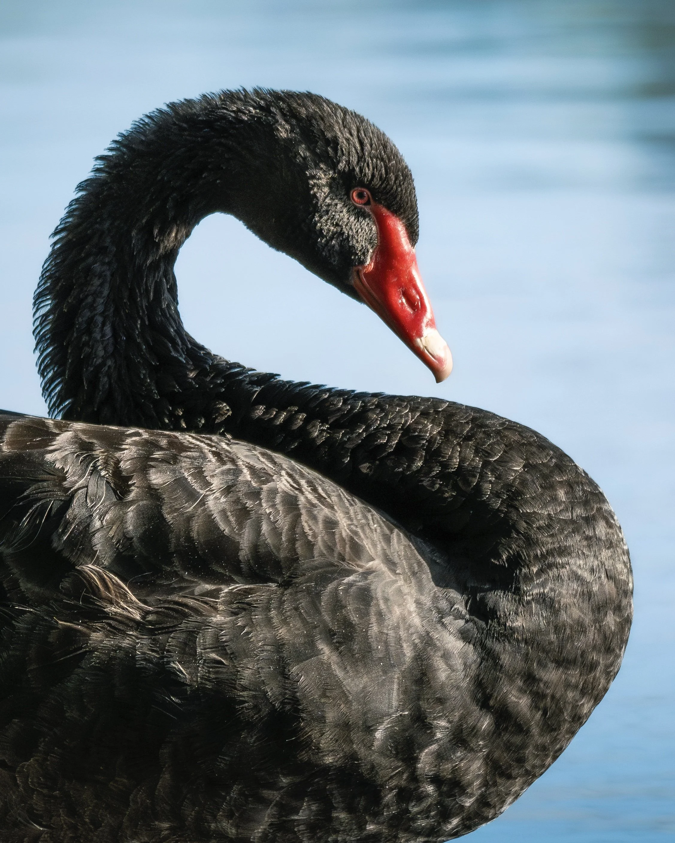 CAhern_Minnippi_Swan.jpeg