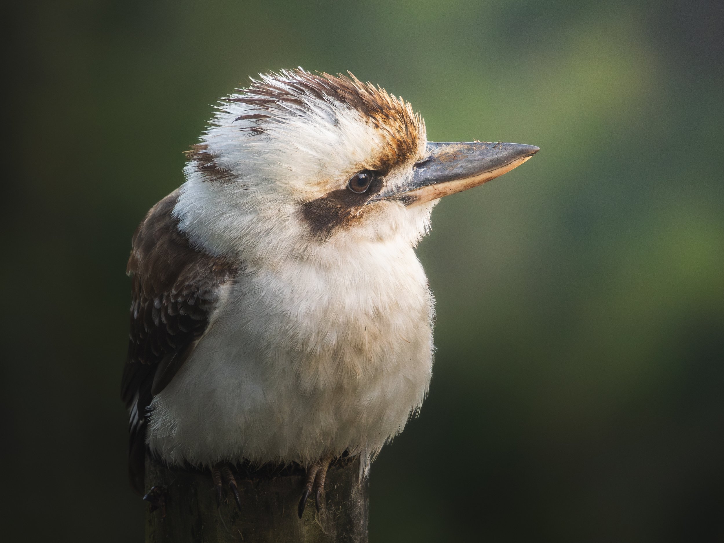 P7201796_CA.Nature.Imagery_KookyOnLog_v2.jpeg