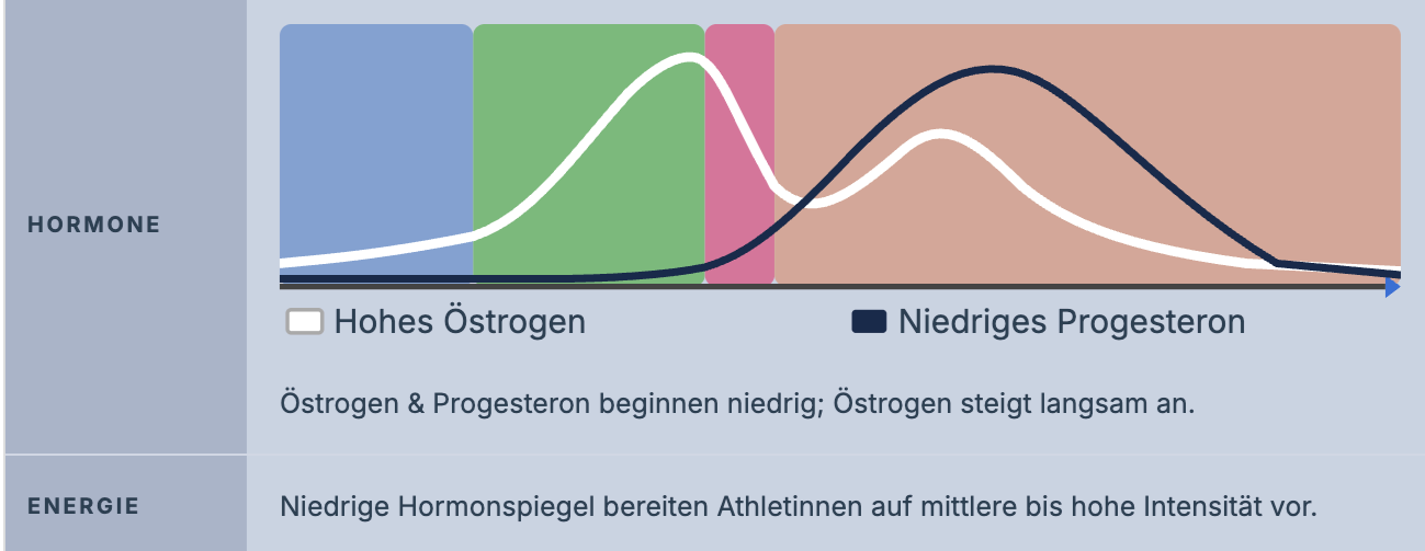 Warum dein Zyklus dein stärkstes Trainingswerkzeug ist