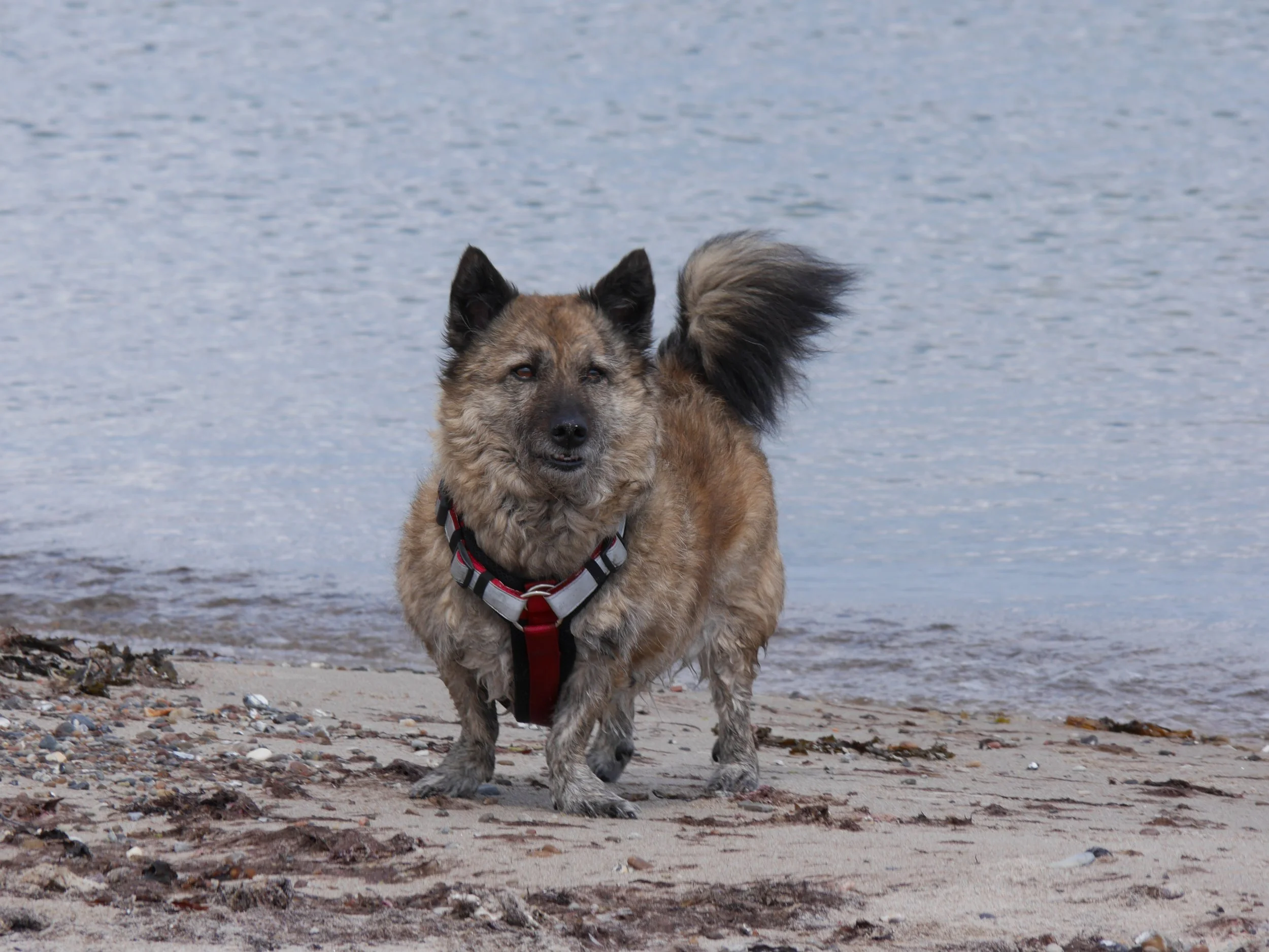 Ein Hund mit Pelz, auf einem Strand mit Wasser im Hintergrund.