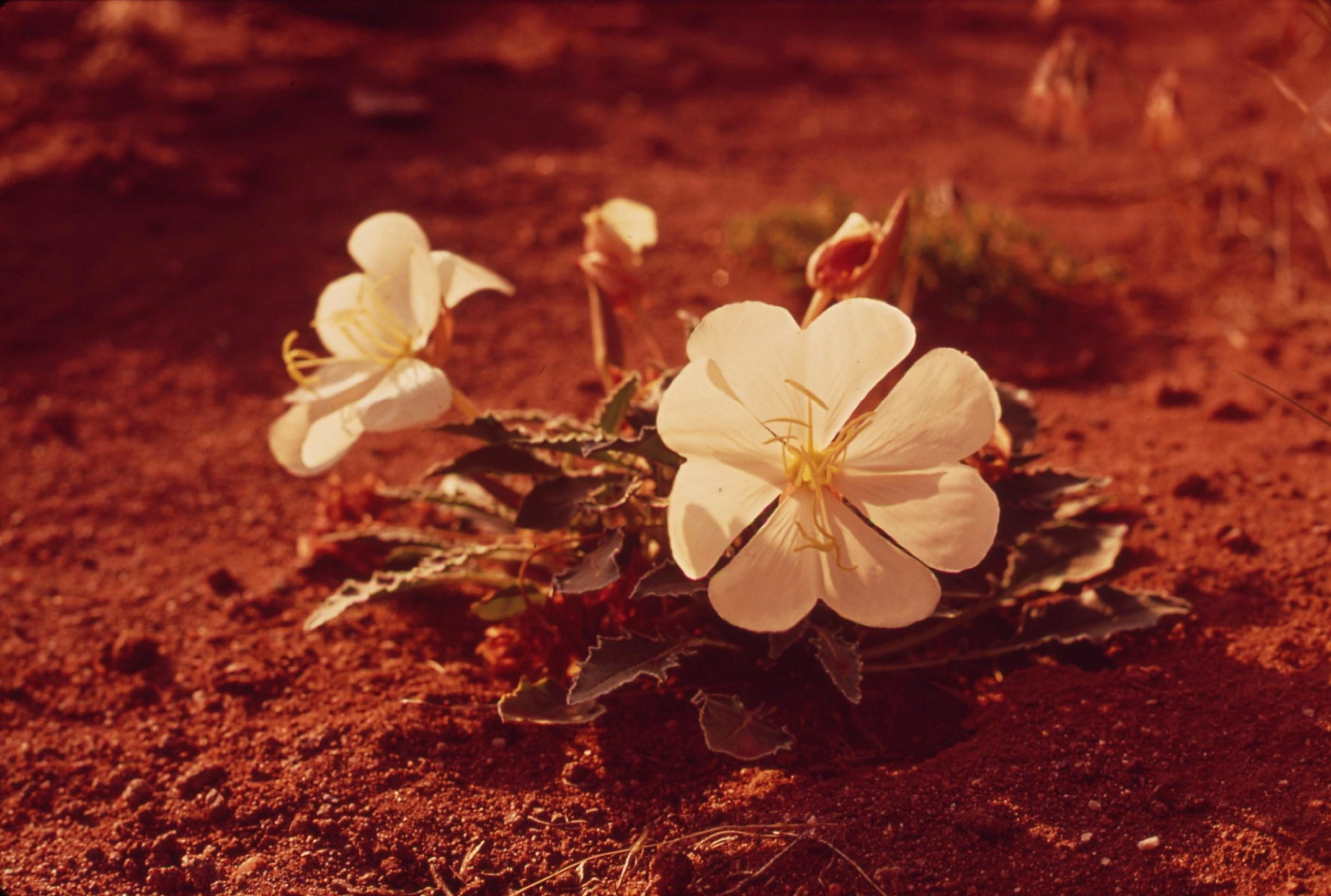 White flowers on reddish-brown soil.