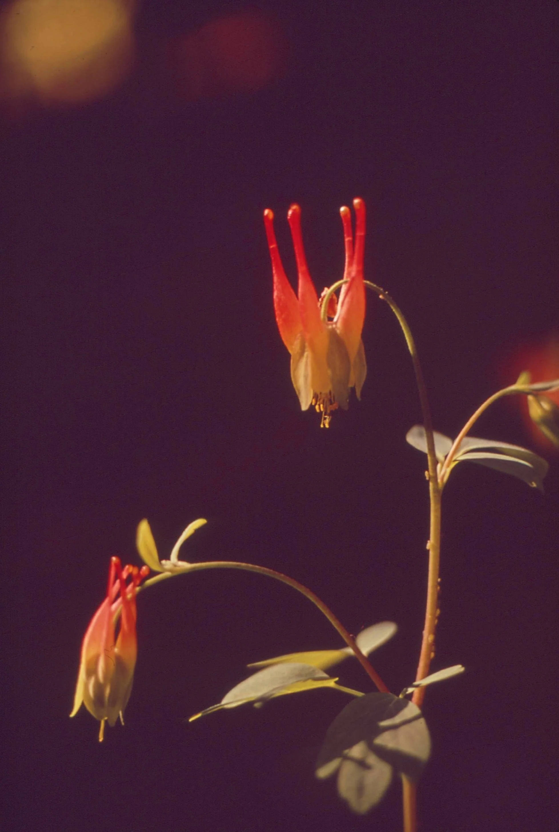 Red and yellow flowers with dark leaves against a dark background.