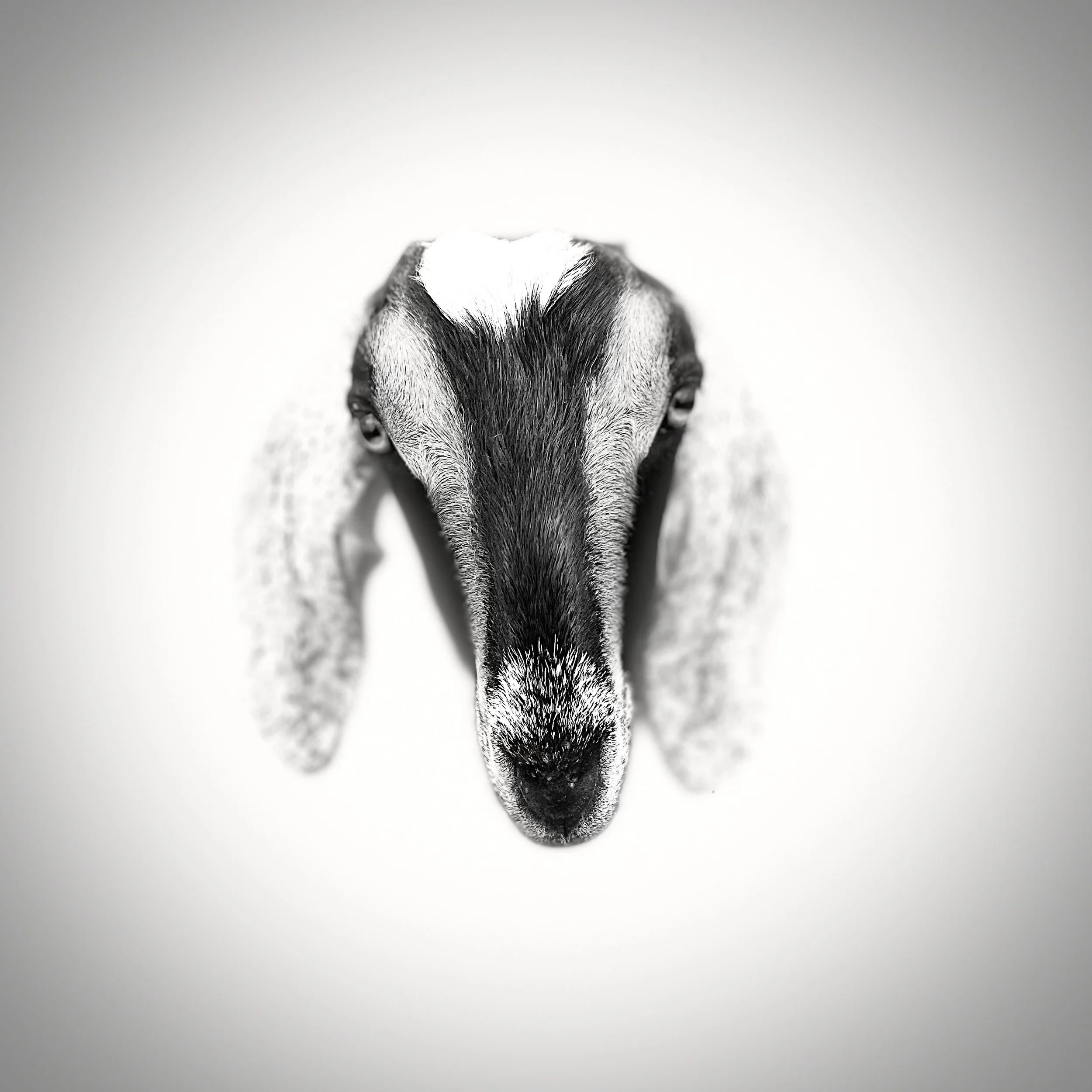 Sharon E. Smith_IMG_1013.jpeg