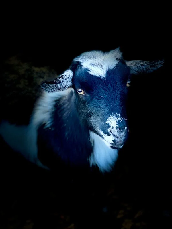 Sharon E. Smith_IMG_3581.jpeg