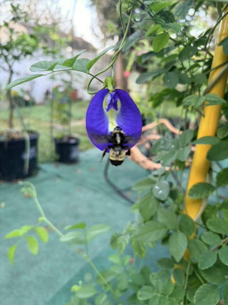 Bee in Butterfly Pea garden