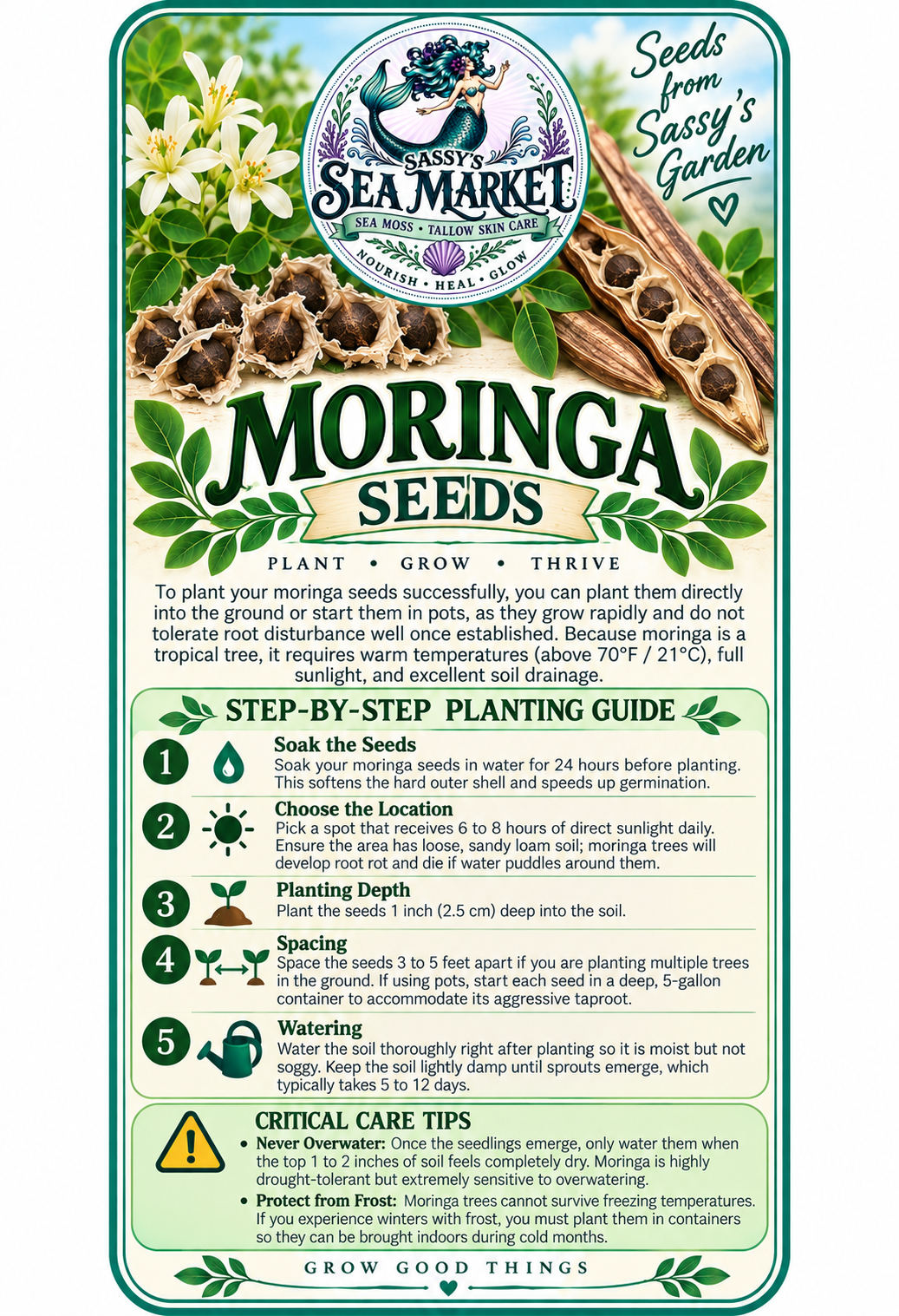 MORINGA SEEDS.png