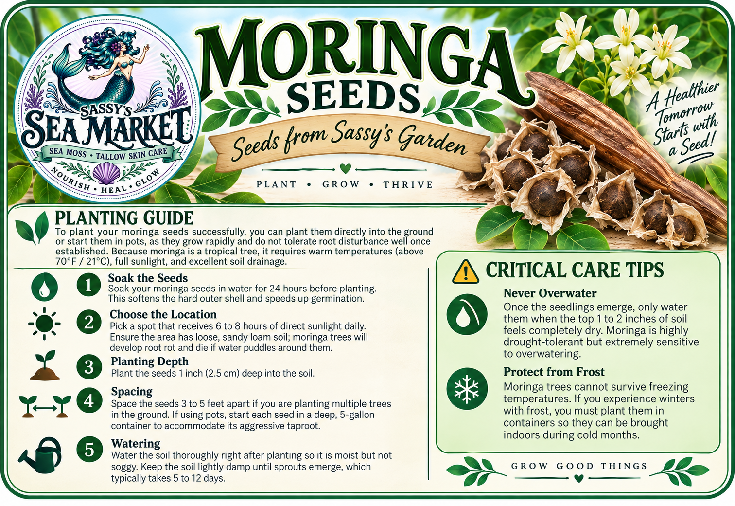 Moringa seed plant.png