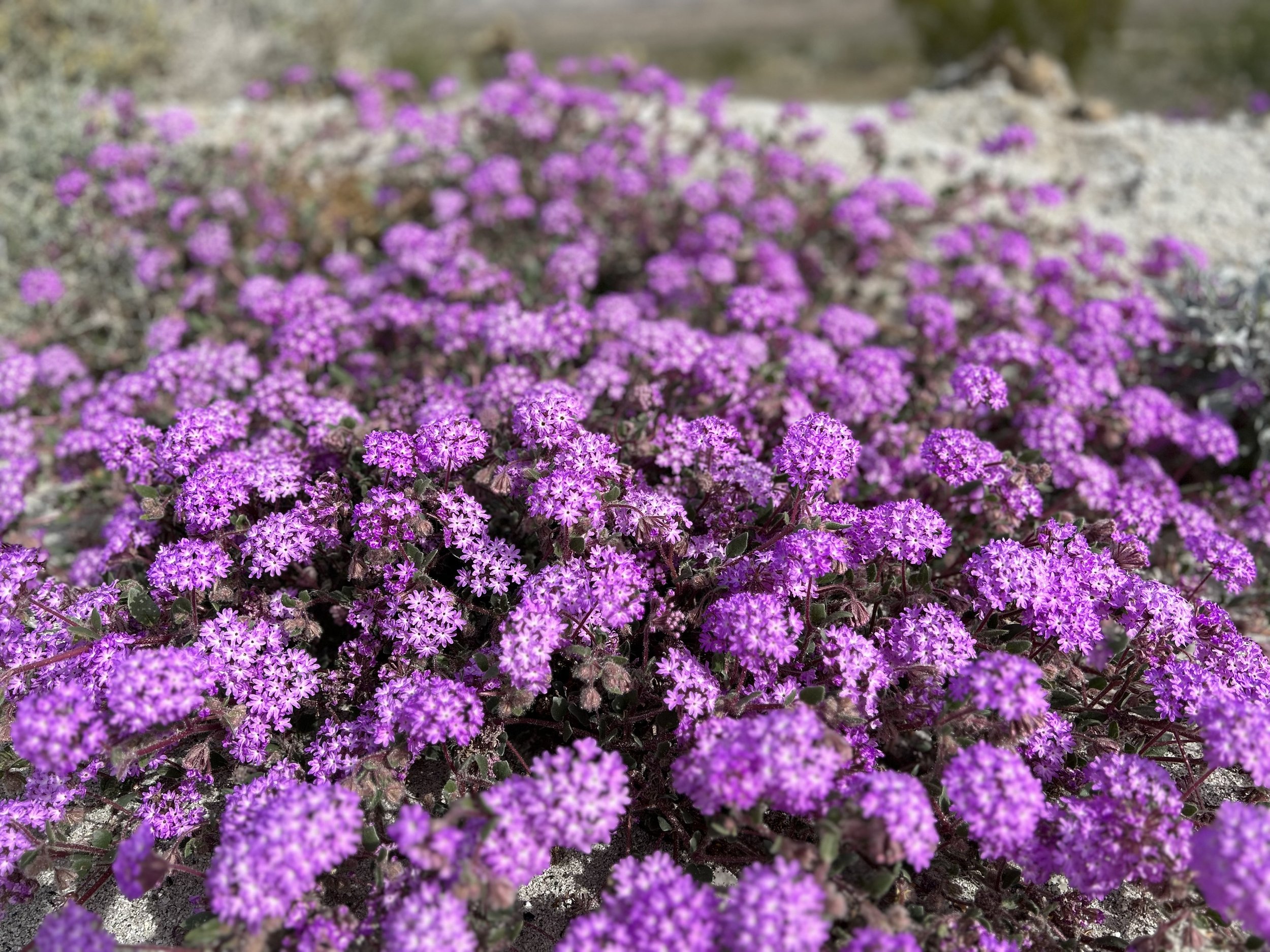 2:18:23_E4798.jpg