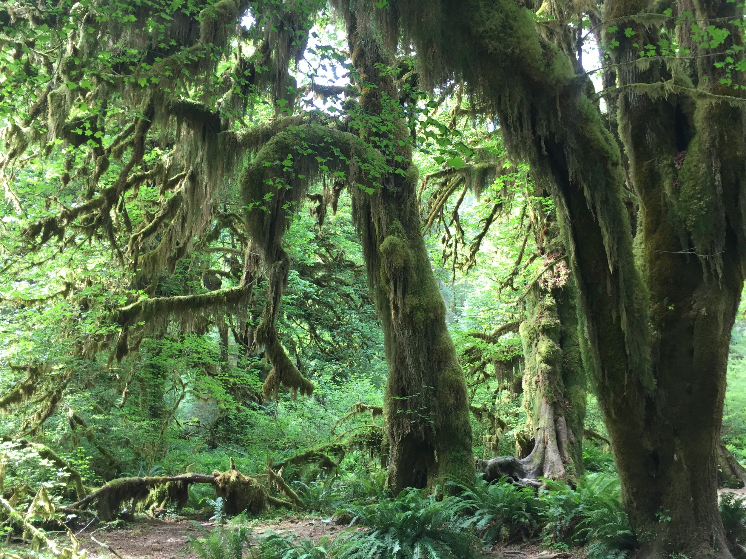 Olympic Peninsula - Day 8 - Hoh Rainforest in Olympic National Park and Bogachiel State Park, WA