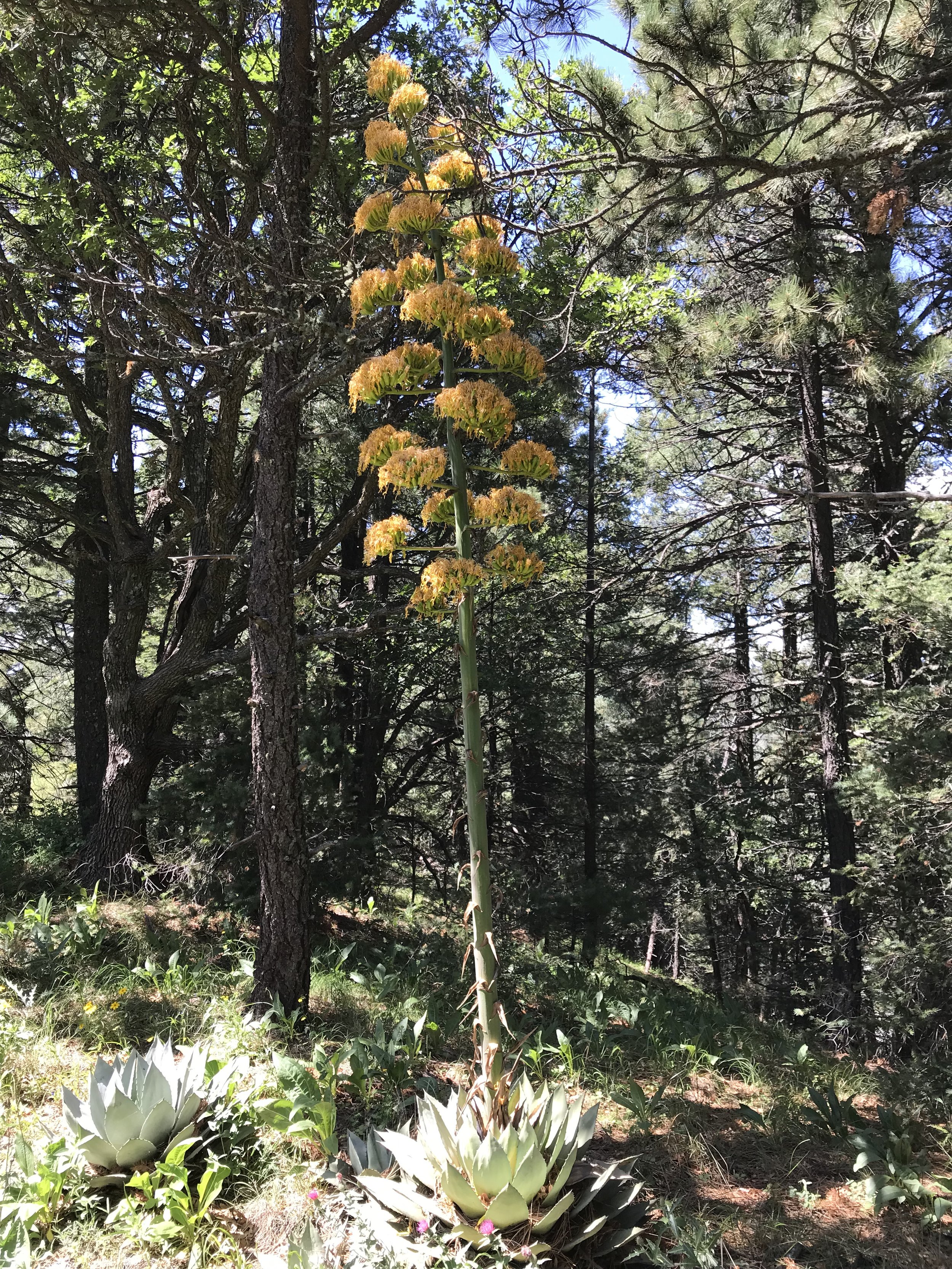 8:31:19_0817.jpg
