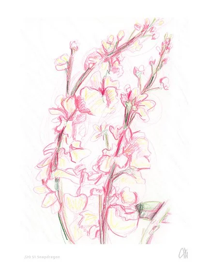 Snapdragon Study