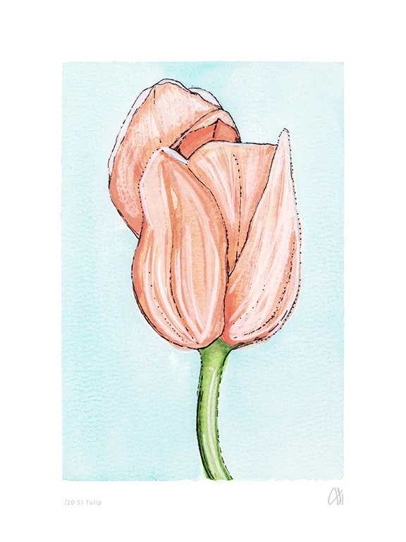 Tulip